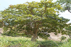 Sterculia urens
